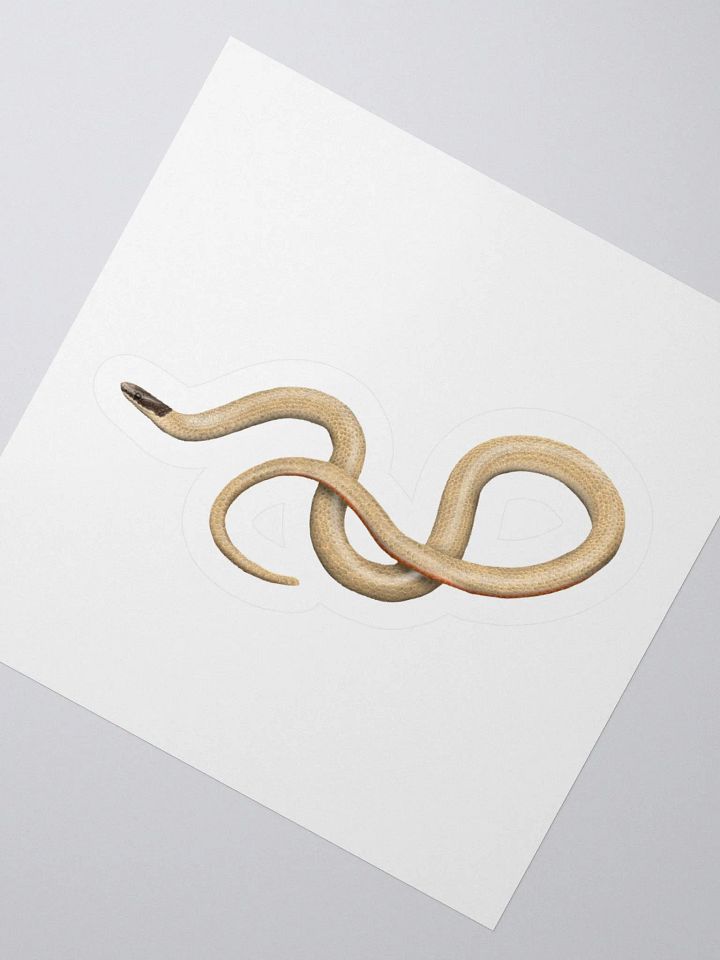 Die-Cut Sticker – Smith's Blackheaded Snake product image (4)