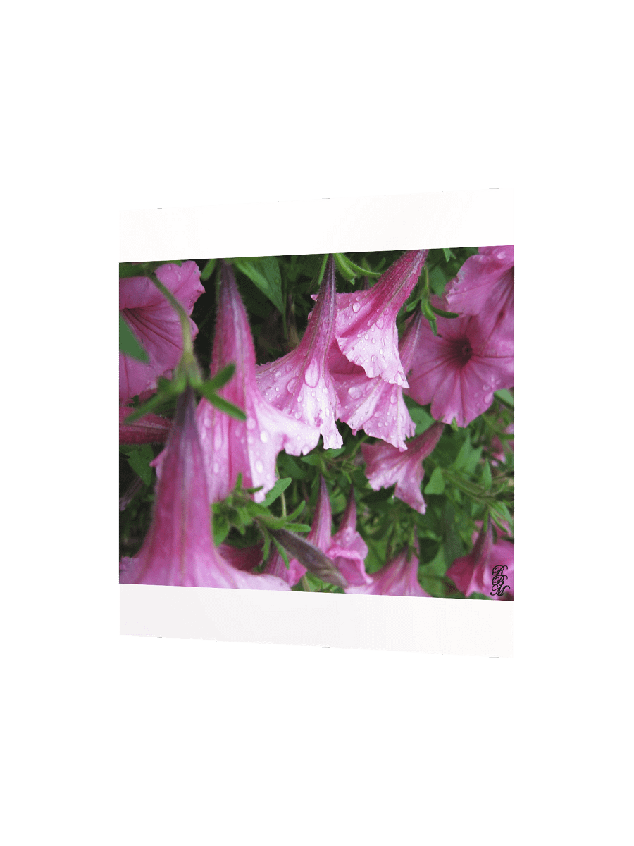 Dew Drops on Pink Flowers product image (6)