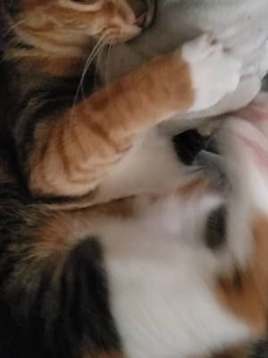 more crackhead cat for you all #catsoftiktok #fypシ 