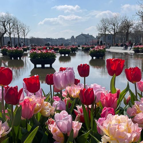 #netherlands #amsterdam #springtime