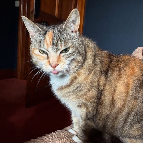 ANGY BLEP 🤣

#cats #cats_of_instagram #catsofinstagram #kittypurry #cuteanimal #catmom #catlover