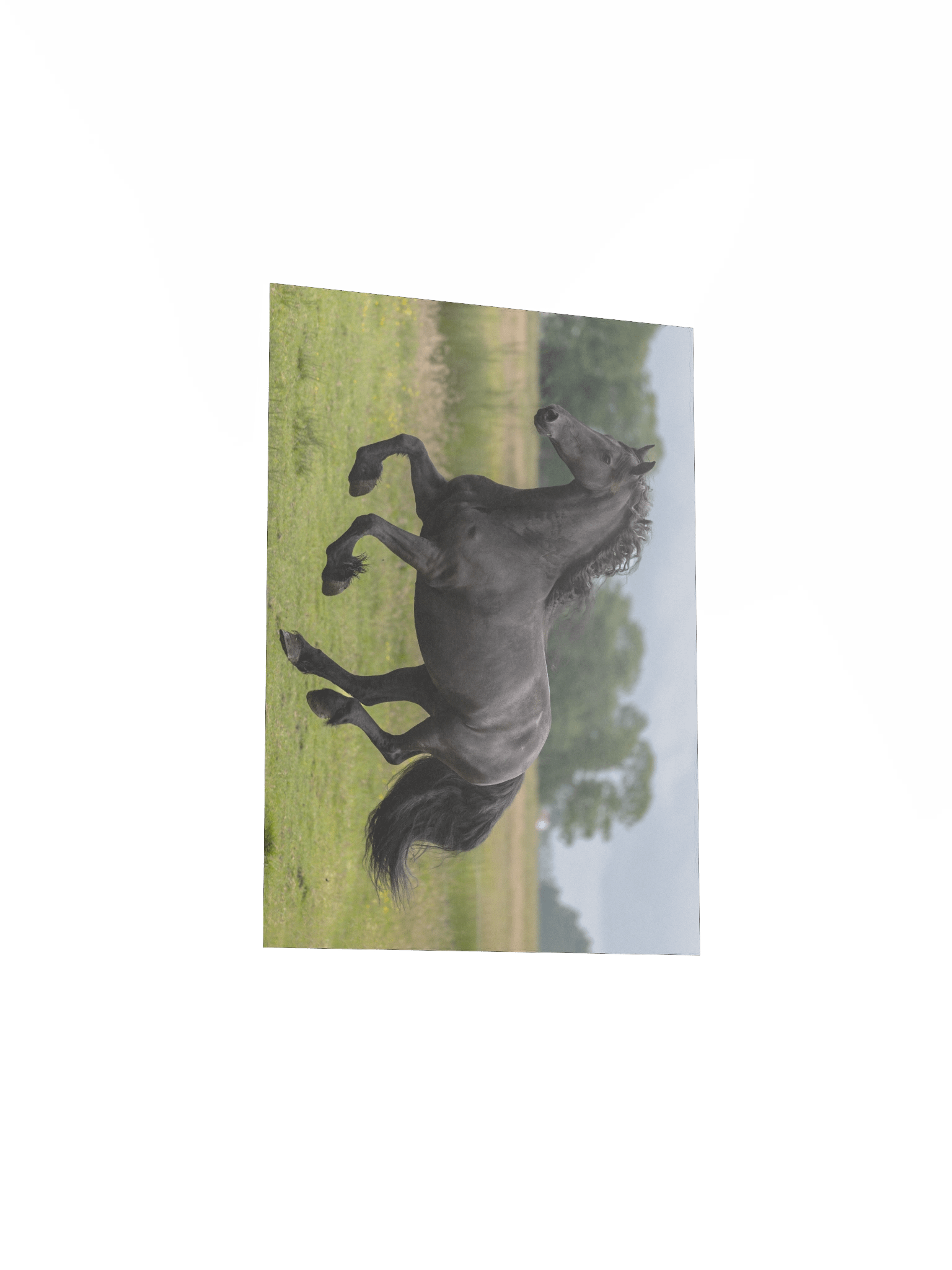 Friesian horses Saly product image (4)