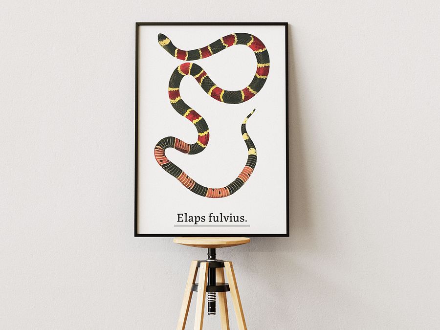 Elaps fulvius. product image (1)