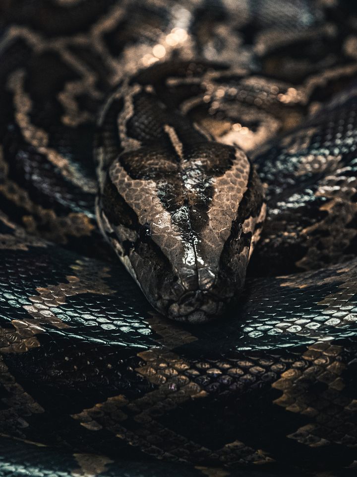 Burmese Python product image (1)