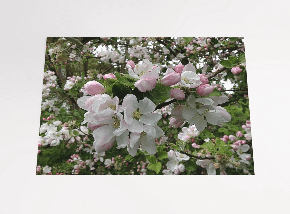 Apple Blossoms in White and Pink product image (2)