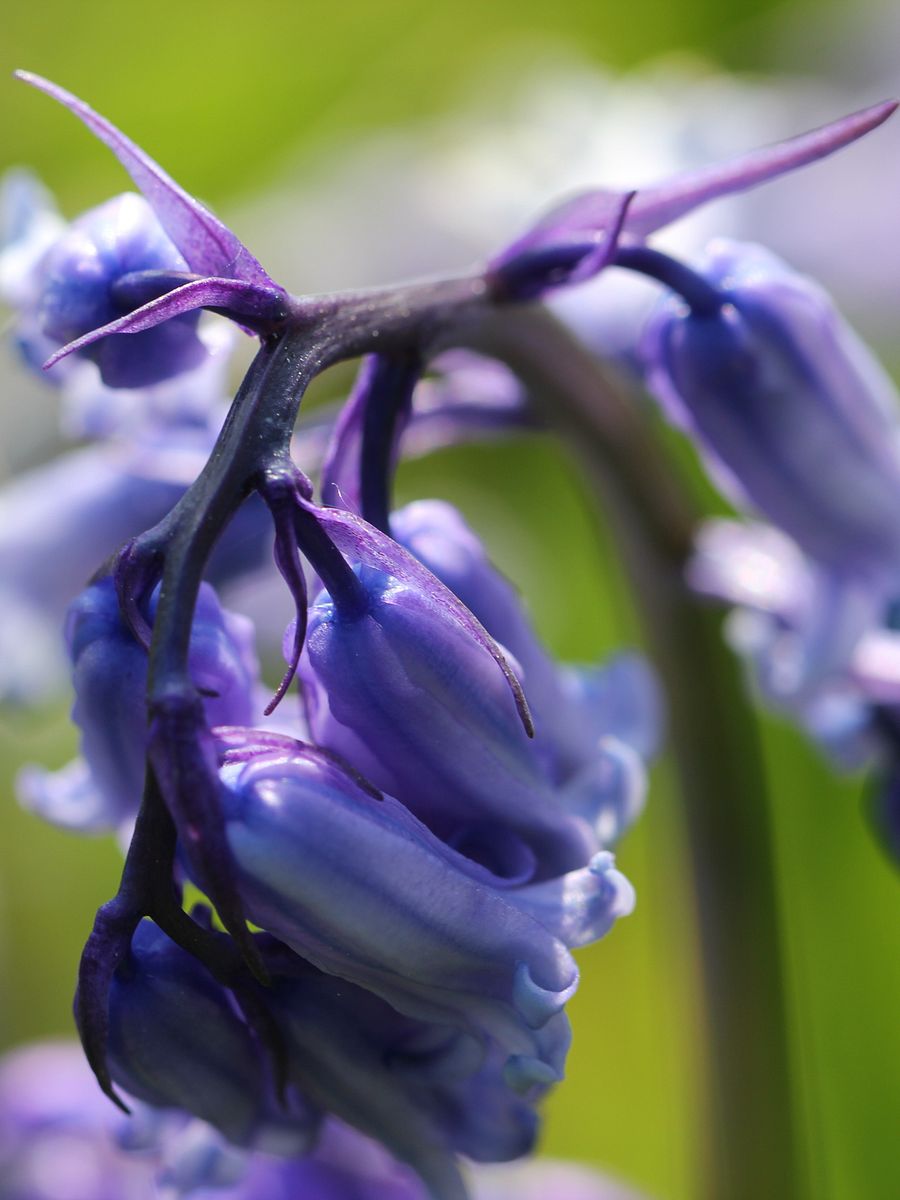 Plants and Wildflowers Image Collection product image (5)