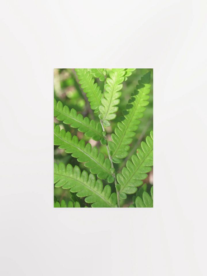 Florida Fern product image (5)