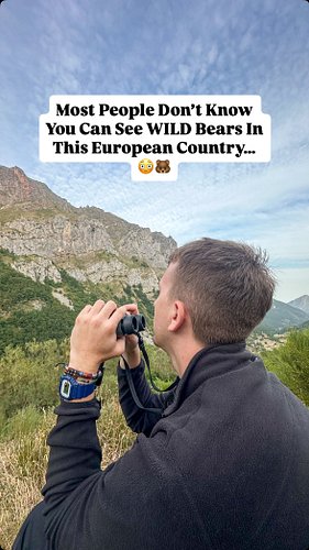 Yes… you can see WILD bears in Spain. And almost no one knows about it. 🐻🇪🇸

Hidden in the mountains of Asturias lives a bear...
