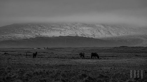 Icelandic horses..... ©EmiliaElec
.
.
.
.
..
.
.
#monochromephotography #MoodyIceland #IcelandNature #IcelandPhotography #Col...