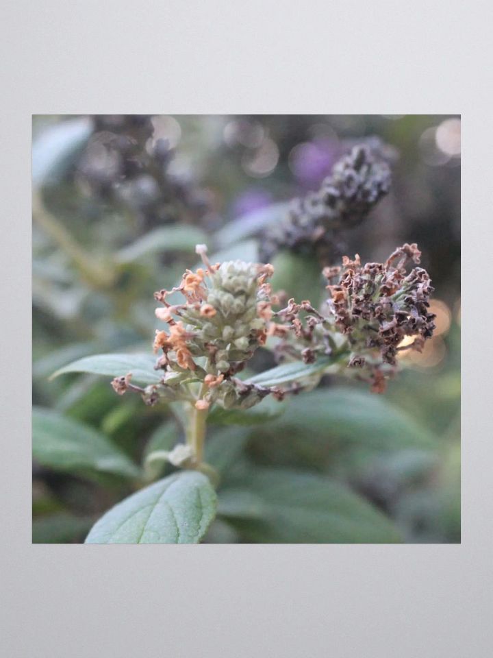 A Study in Flowers 2 - Sticker version product image (1)