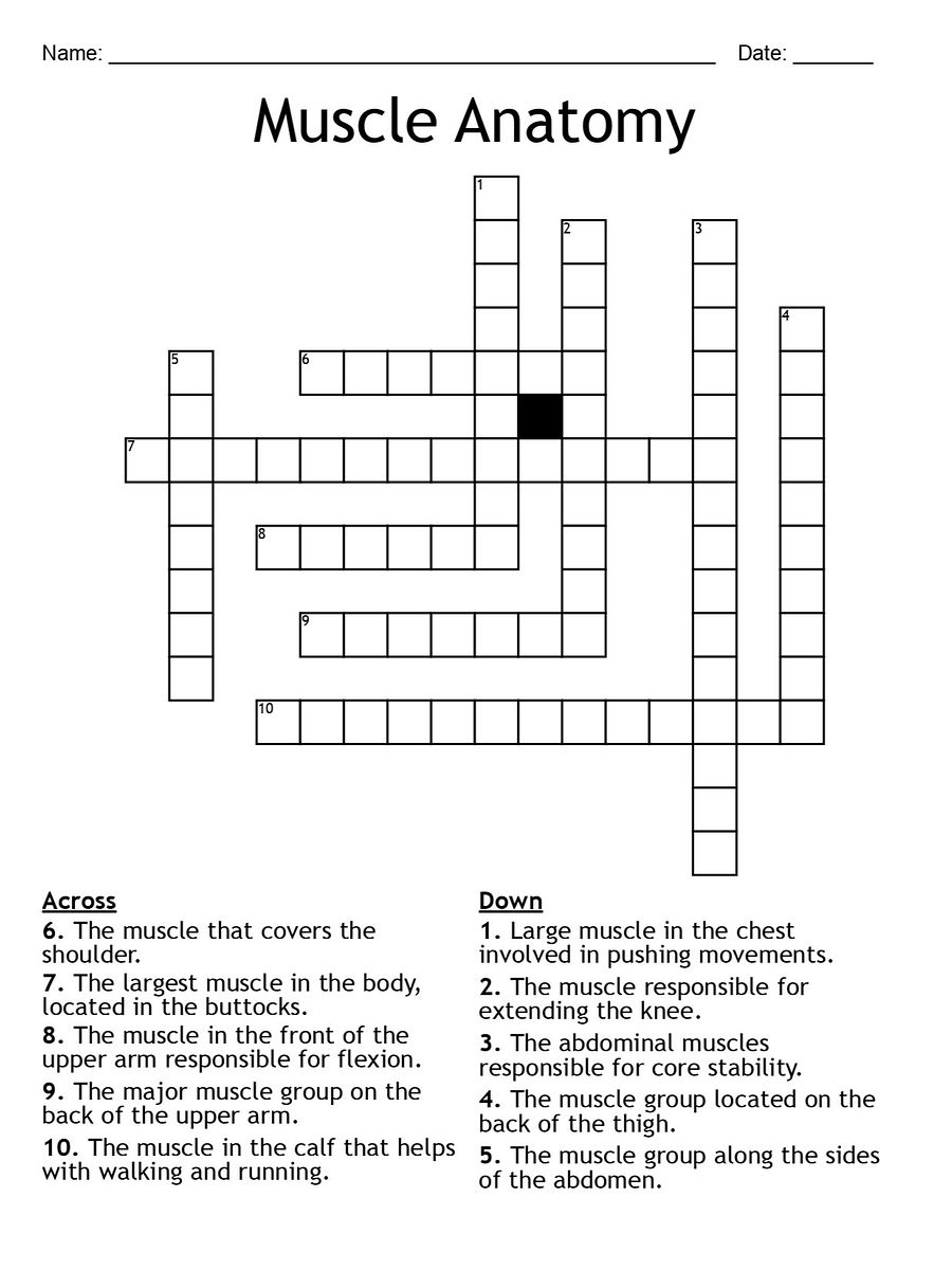 Muscle Anatomy Crossword Puzzle: Fun and Educational Activity product image (1)