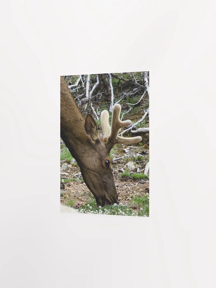 Majestic Elk Matte Poster product image (6)