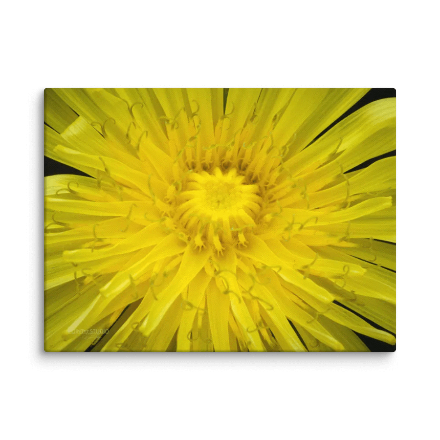 Full Sun Dandelion - Print On Canvas product image (1)