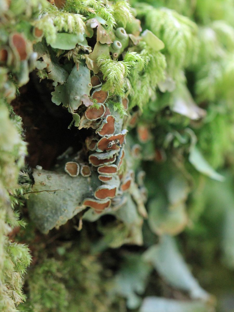 Lichen Image Collection product image (4)