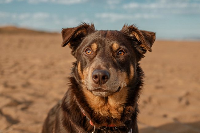 Australian Kelpie