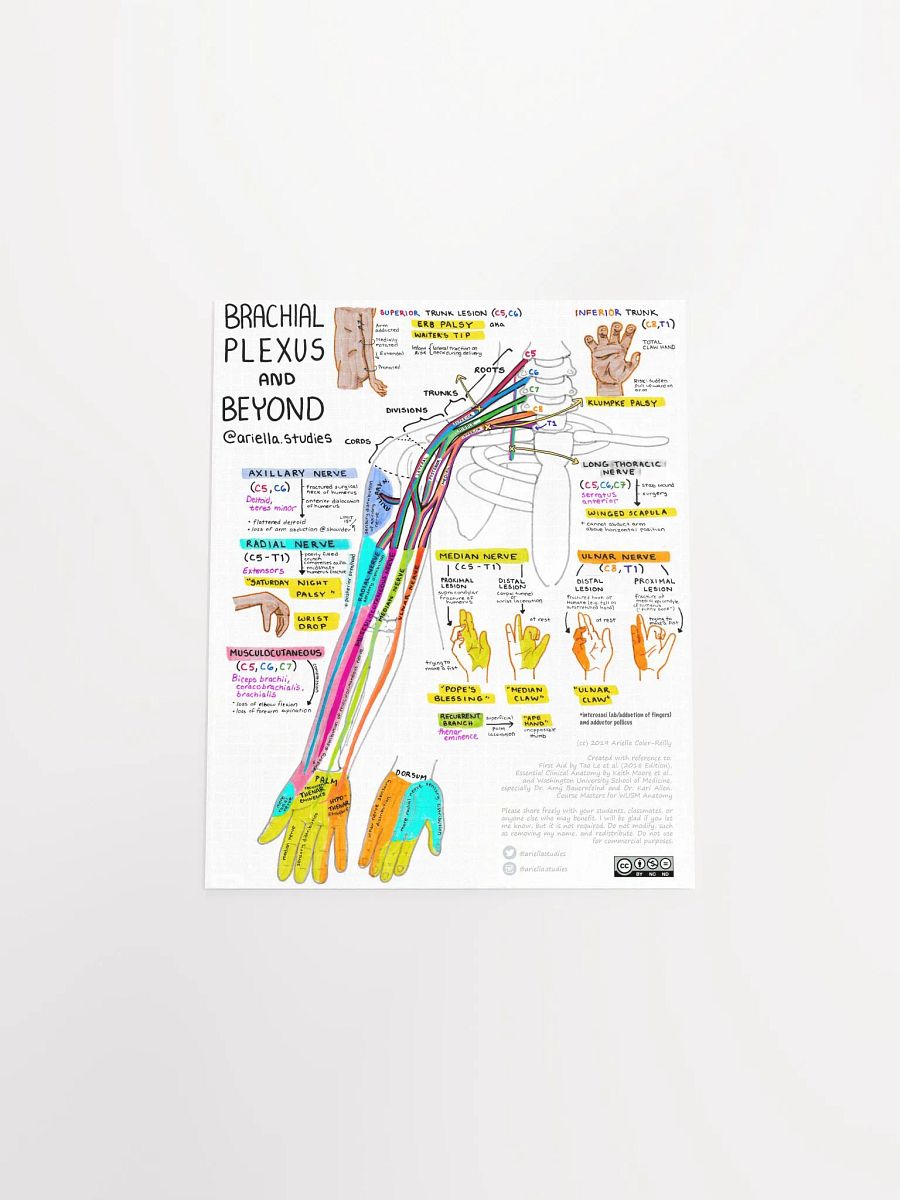 Brachial Plexus Poster product image (4)