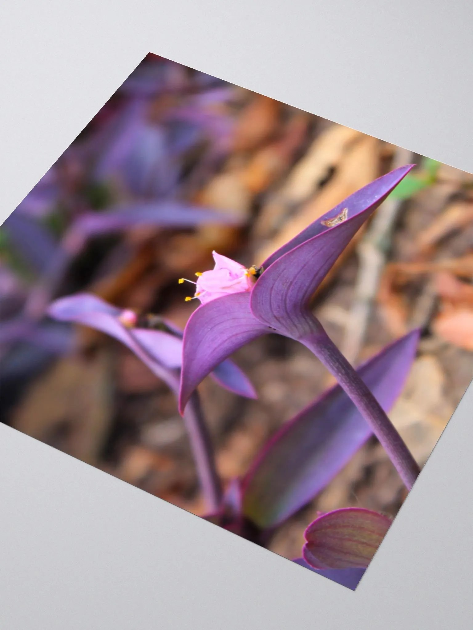 A Study in Flowers 8 - Sticker version product image (12)