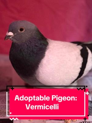 Meet Vermicelli! They are fiesty little pigeon ready for their forever pet home! While still getting comfortable around people, they are very interested in everything I do (from a safe distance). With time, love, and patience, I see them being a great pet bird!  Currently, applications are taking around 2 weeks to review. As a reminder, applications are not reviewed until cage photos are submitted! #petbirds #petpigeon #adoptablepigeons #fancypigeon #pigeonaspets 