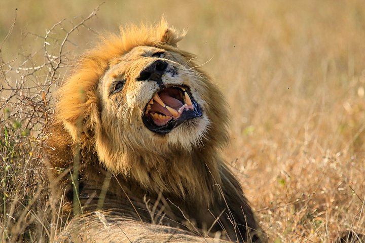 Lion product image (1)