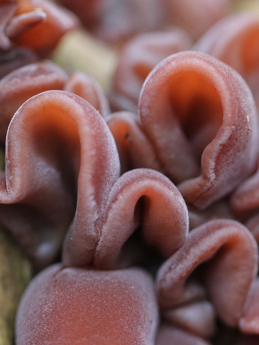 Fungi Image Collection product image (1)