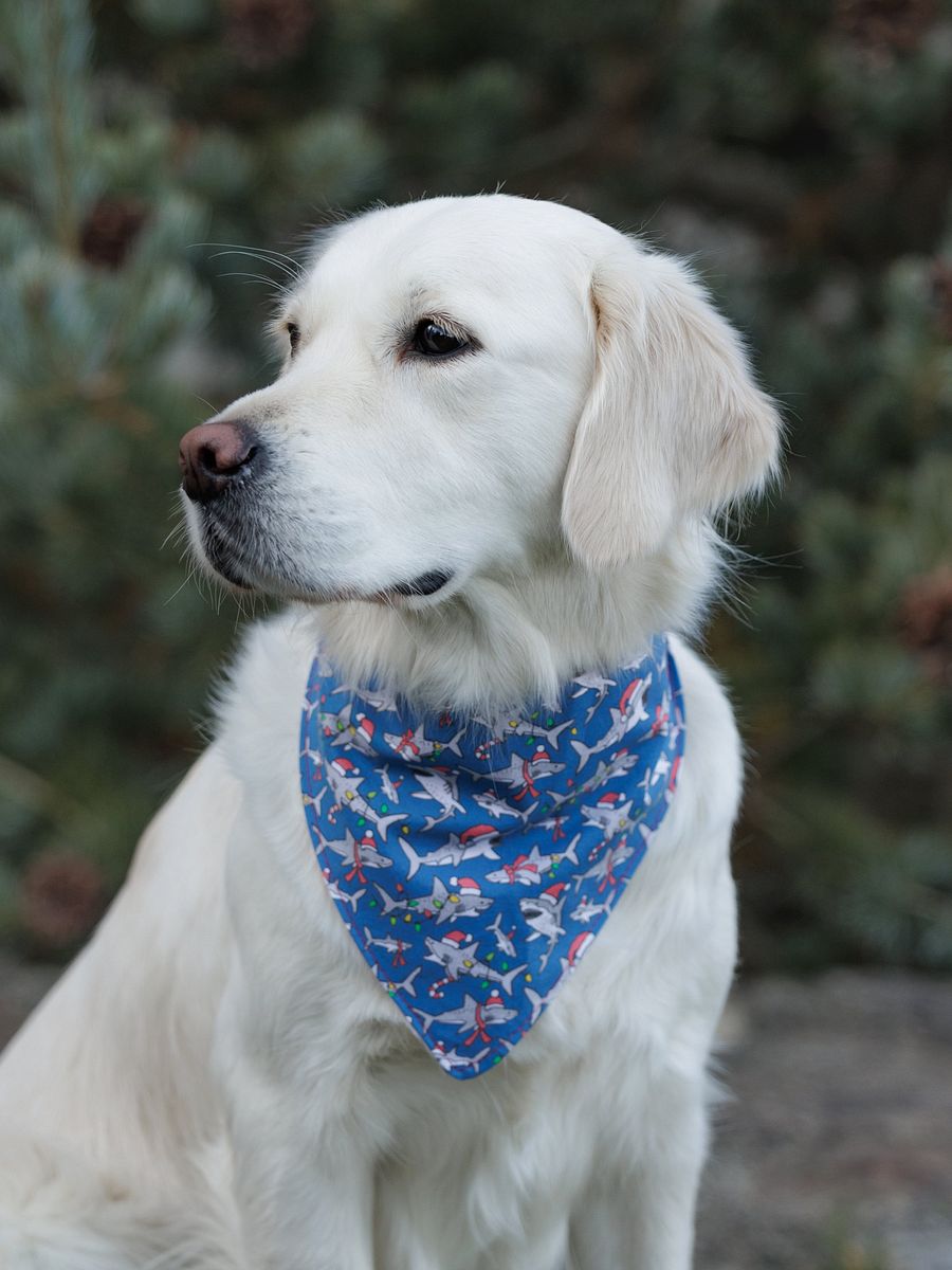 Holiday Sharks Bandana product image (3)