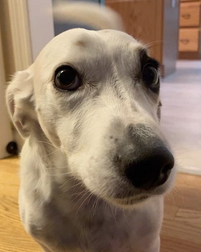 Video killed the radio star but not snoopy