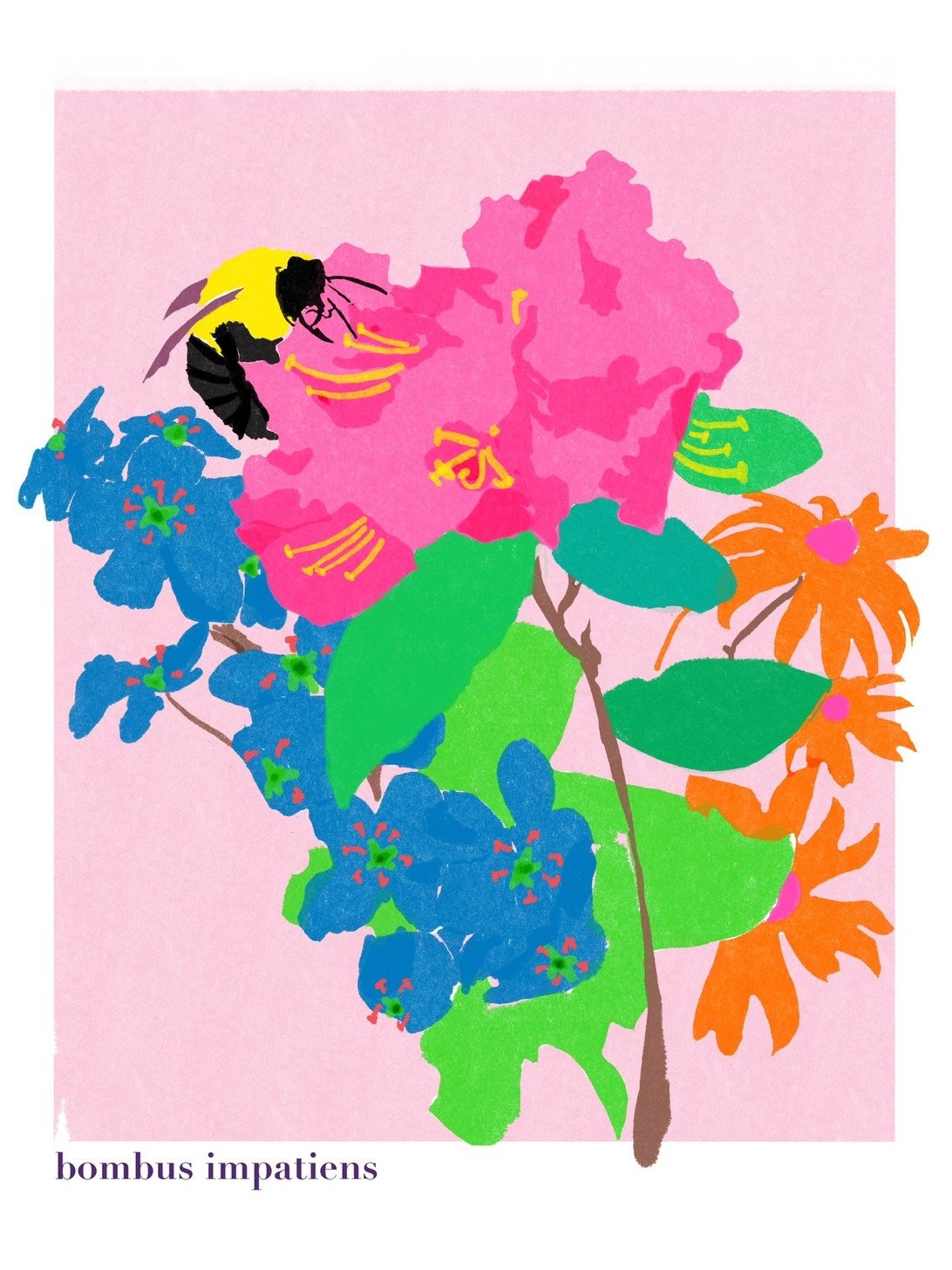 bombus impatiens art print product image (1)
