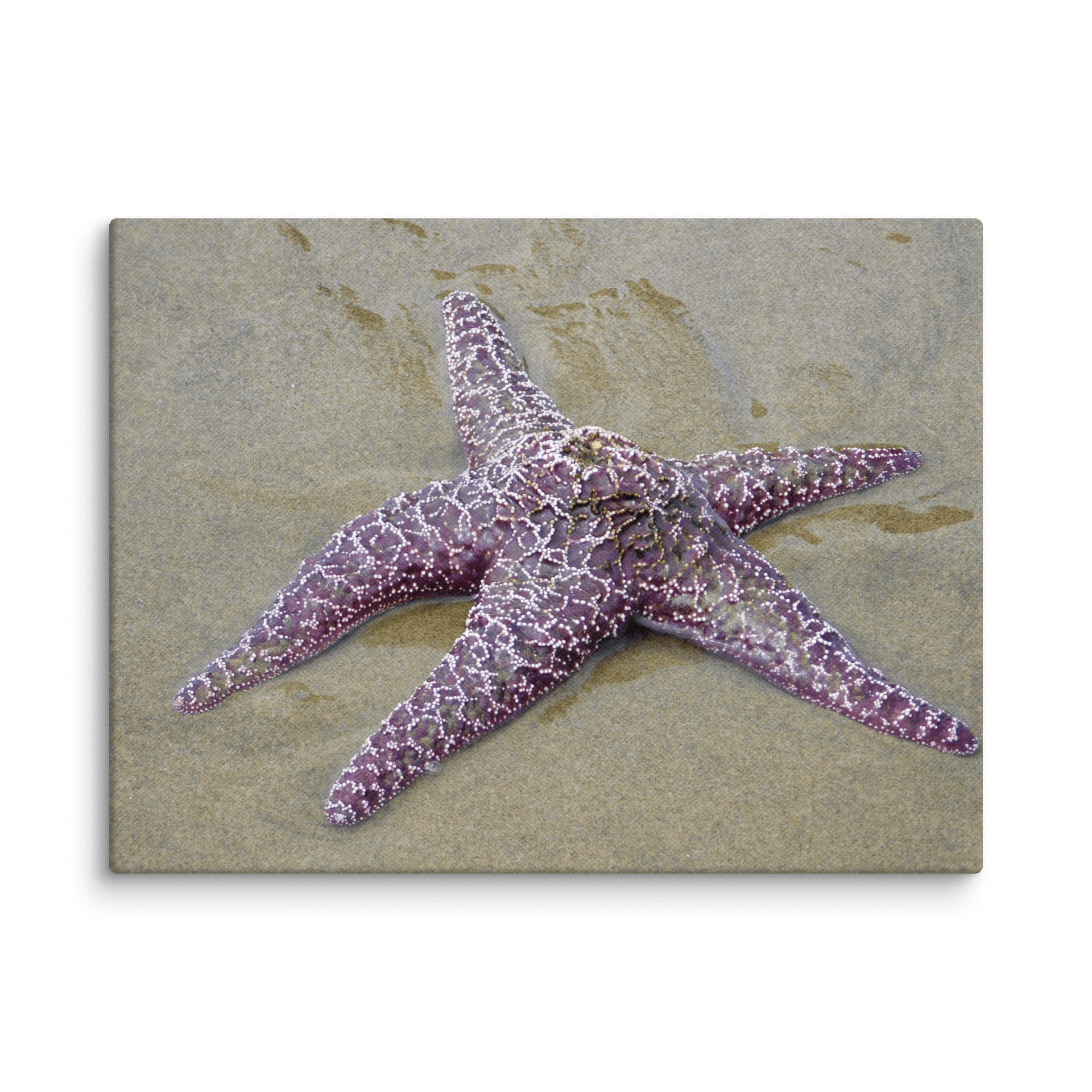 Starfish Sea Star 12x16 product image (1)