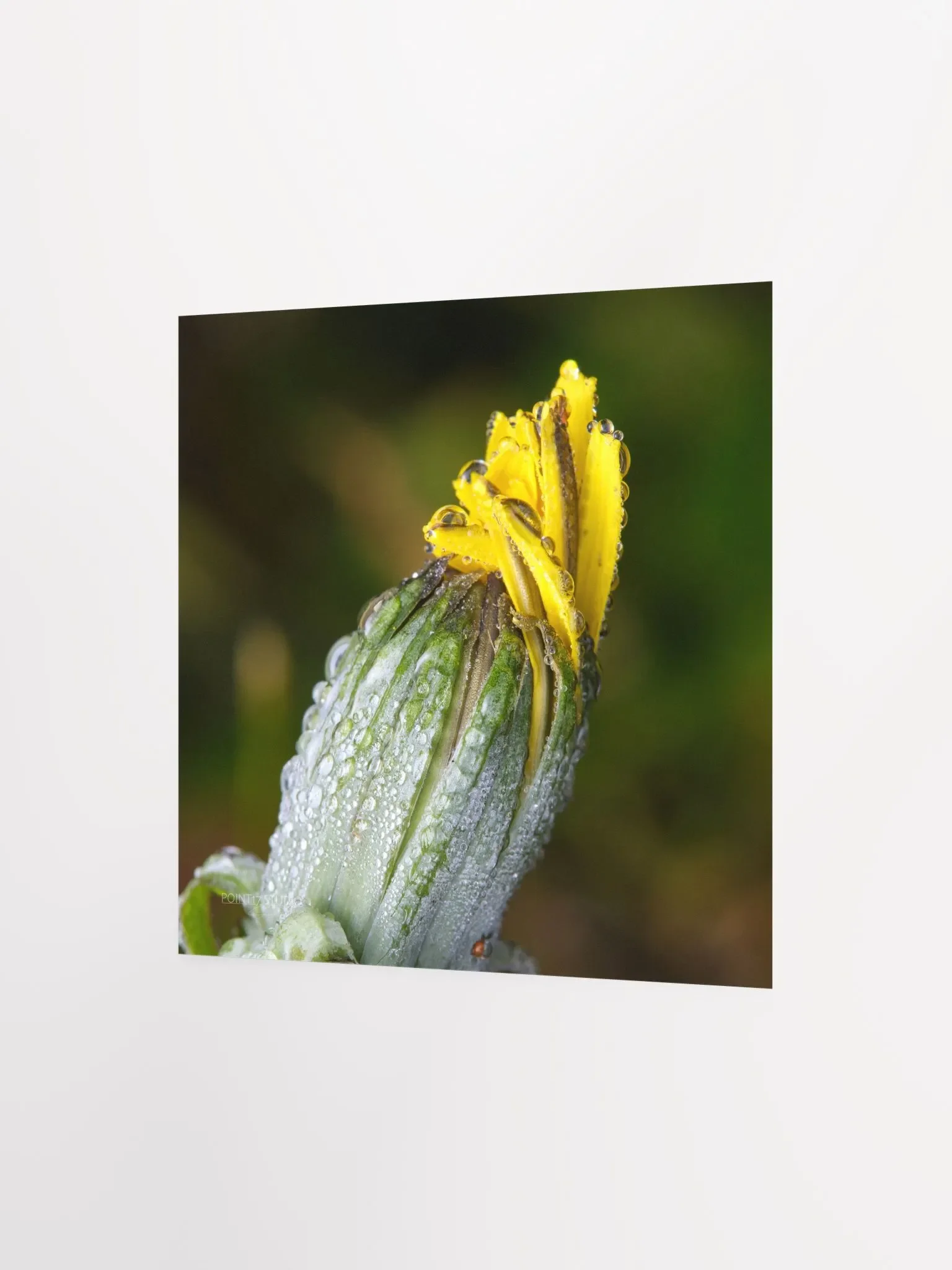 Dandelion #6 - Print product image (4)
