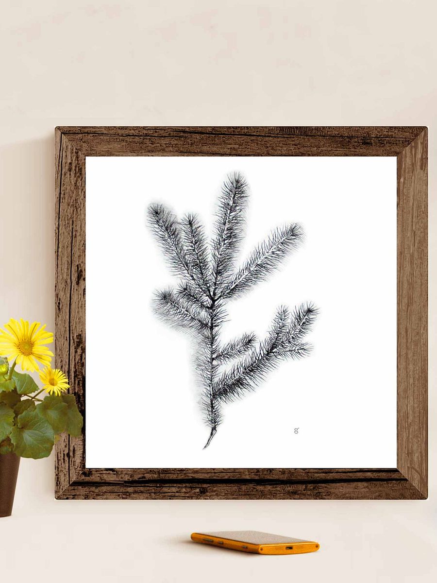 Nature's Embrace Canvas Print - Spruce Branch product image (7)