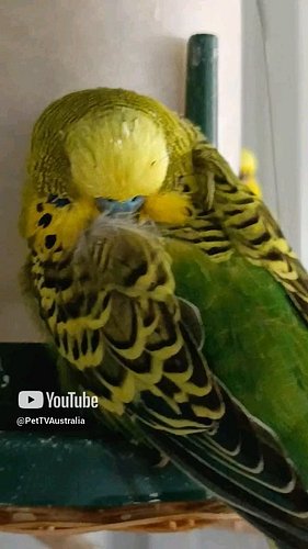 Rocked himself to sleep #budgie #budgiesofinstagram #reels