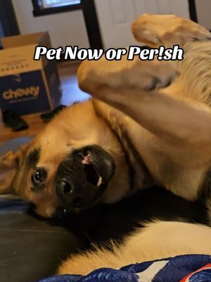 Bro why 😂 #dog #dogs #germanshepherd #germanshepherds #germanshepherddog #gsd #gsds #germanshepherdvideo #dogvideos #dogvideo #goofydog #funnydog #funnygermanshepherd #petsoftiktok #dogsoftiktok #germanshepherdsoftiktok 