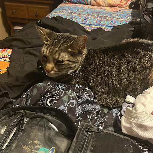 Mango helps me pack.