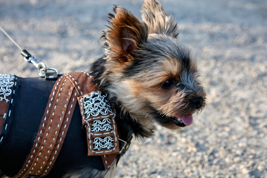 Witcher Armor for a Dog - PDF Pattern Download product image (3)