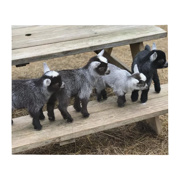 SNUGGLE PYGMY GOAT BLANKET product image (2)