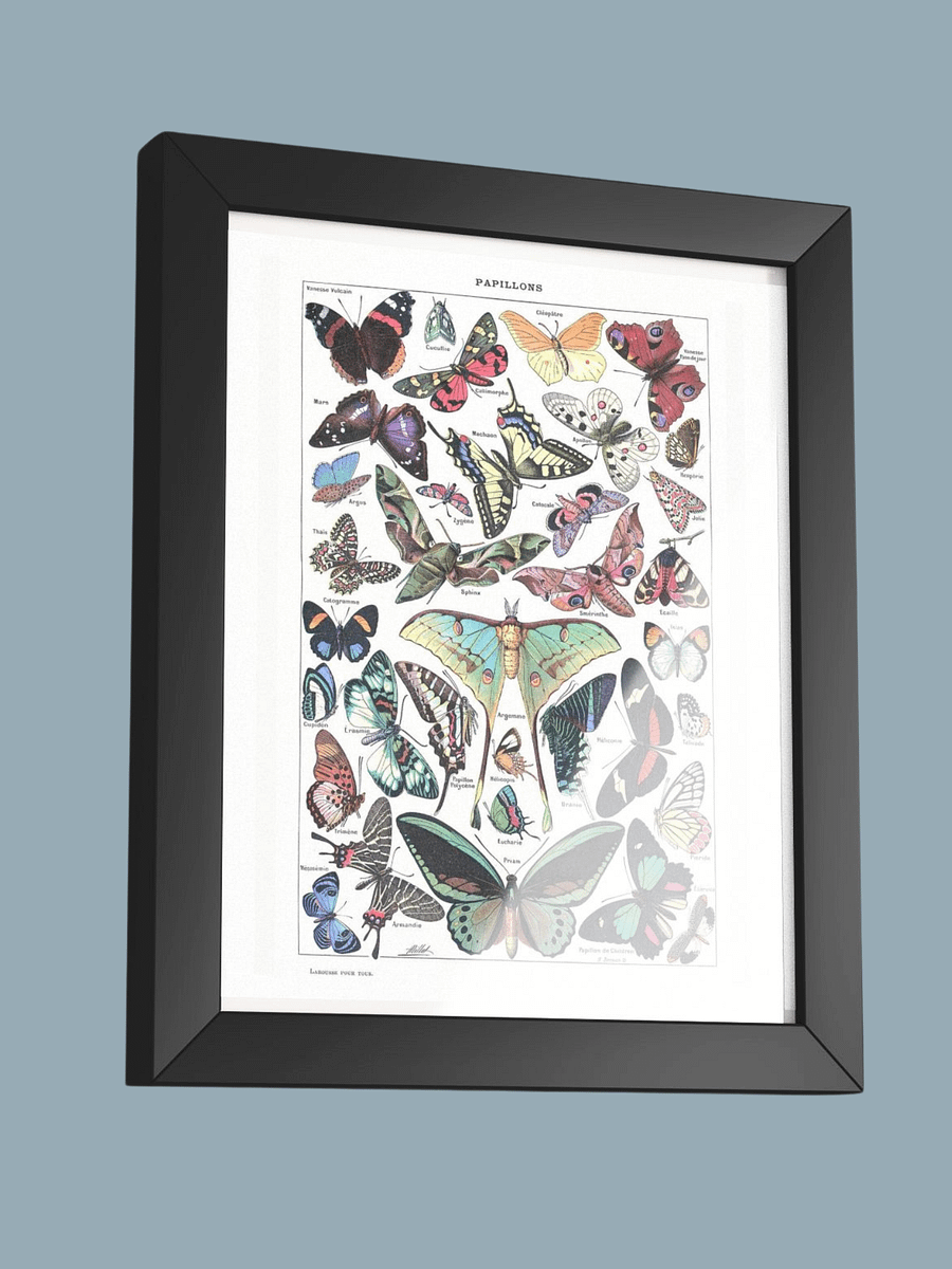PAPILLONS - Butterfly Scientific Poster product image (3)