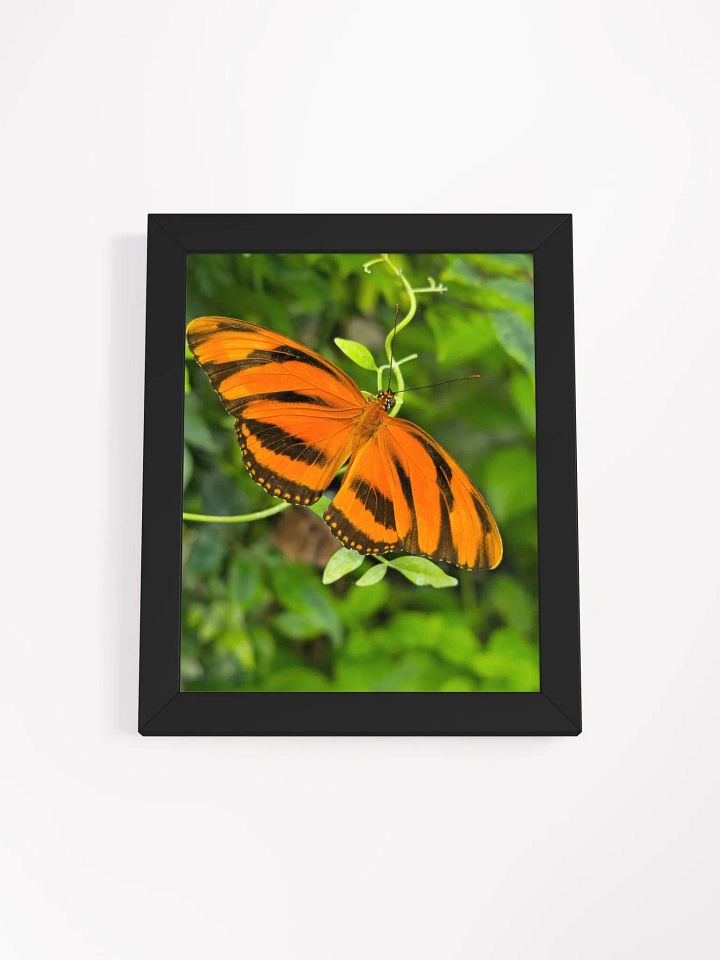 Banded Orange Longwing Tropical Butterfly Framed Poster product image (2)