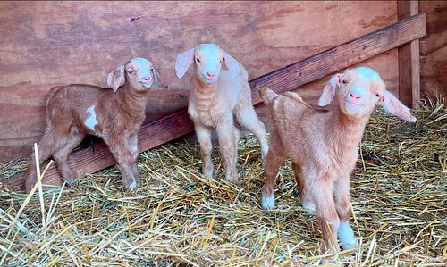 Newest members of the Mom’s Farm Family!