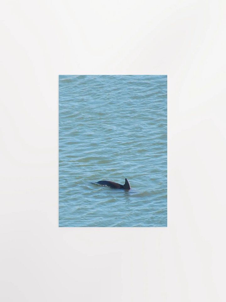 Dolphin Pop-up product image (8)