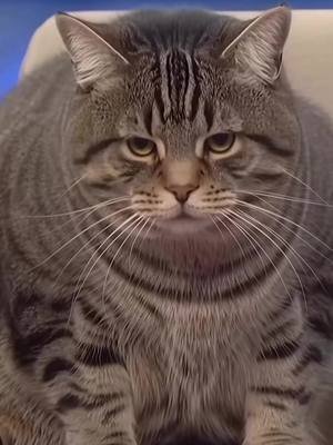 Chonk 😩 #fyp #lefkada #funny #cats 