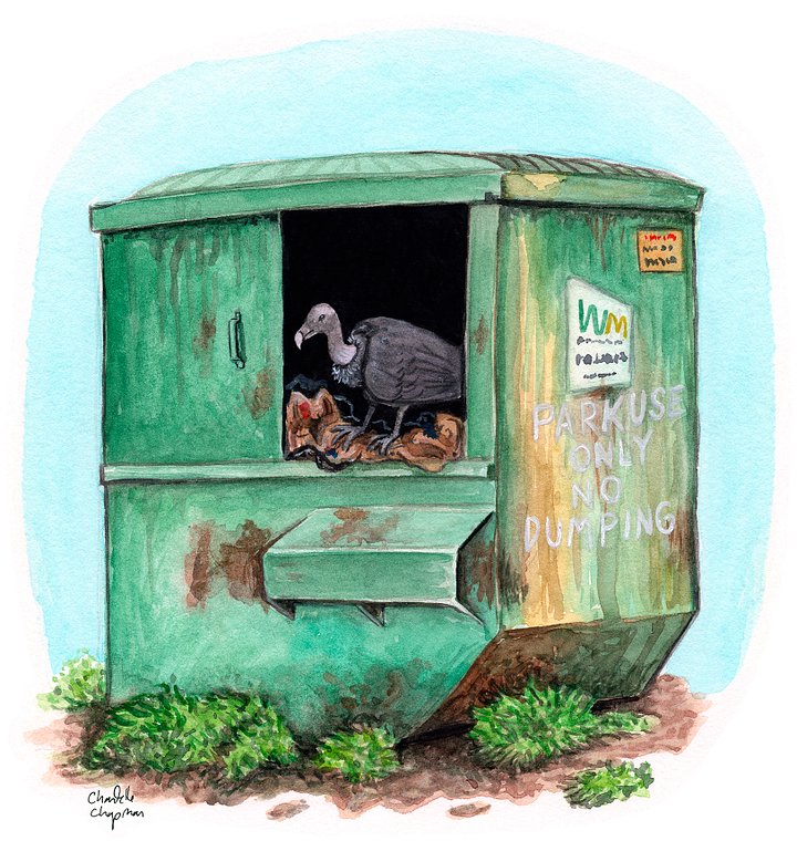 Dumpster Diving (Black Vulture) - Art Print product image (1)