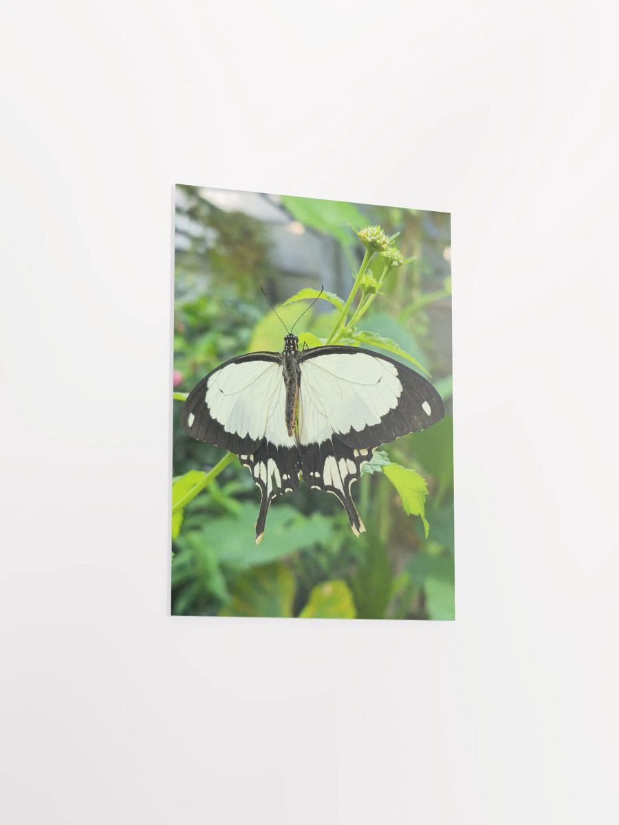 Mocker Swallowtail Tropical Butterfly Butterfly Poster 5x7" product image (3)