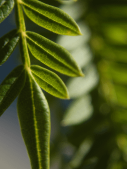 Jacaranda Leaves Digital Wallpaper Set product image (1)