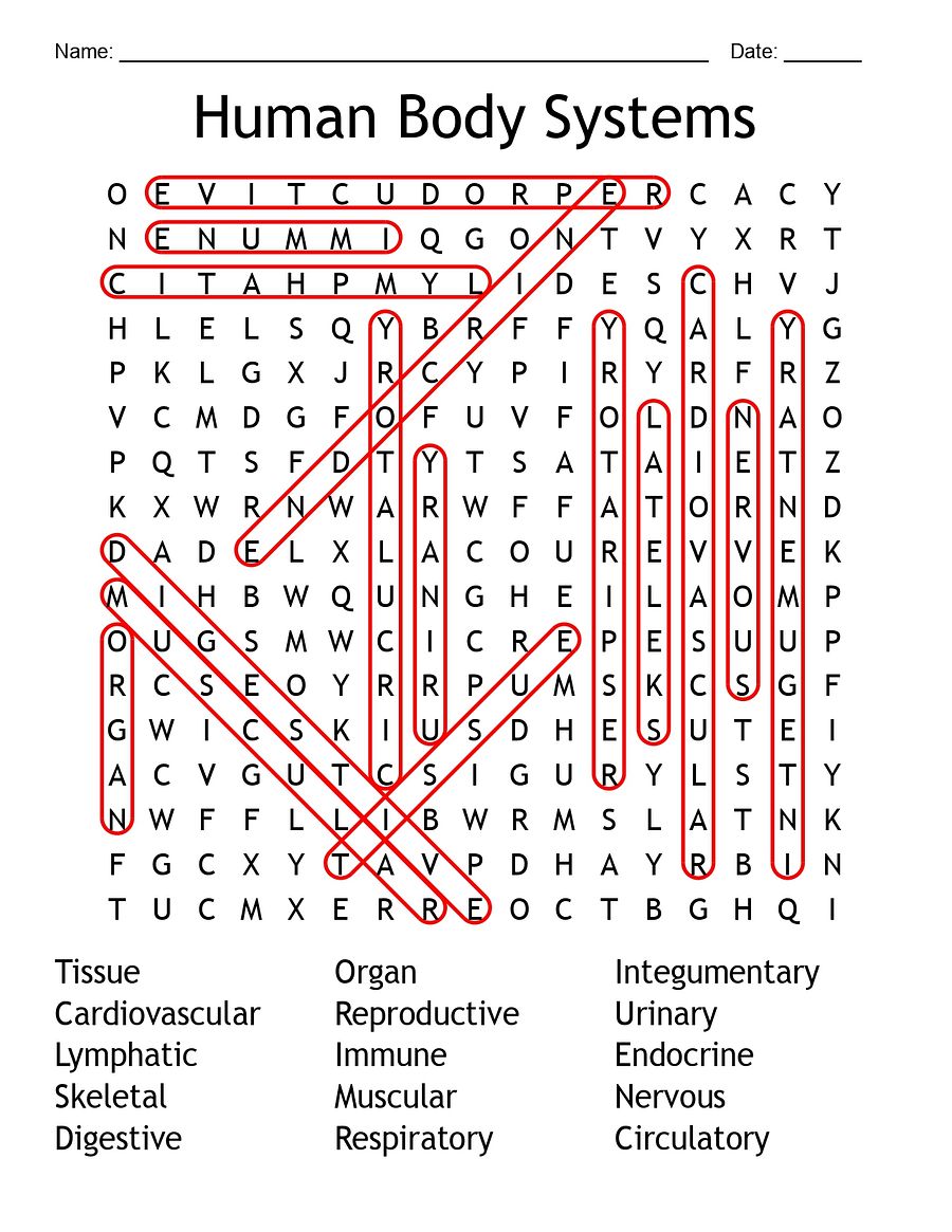 Human Body Systems word search product image (3)