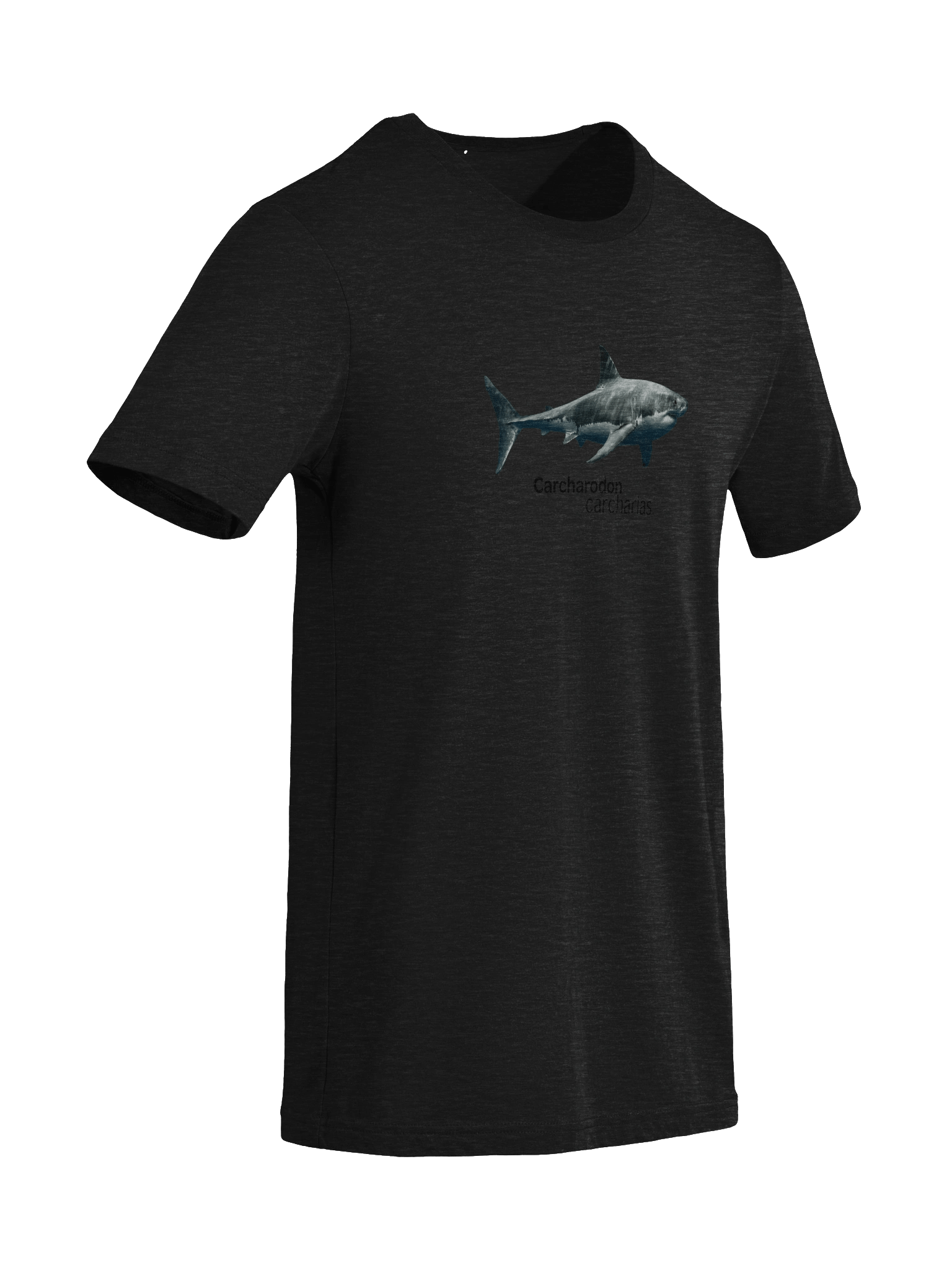 Carcharodon carcharias. product image (9)