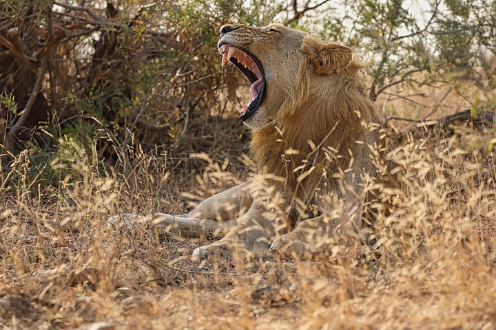 Lion product image (1)