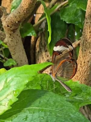 Our glasswings aren't easy to spot. But when you find our tiny winged colleagues, they are fascinating with their see through wings !   #bexley #hallplace #hallplacebexley #hallplaceandgardens #londonbutterflygardens #londonbutterflygarden #sidcup #Crayford #dartford #erith #welling #bexleyheath #ebbsfleet #swanley #joydenswood #swanscombe #northfleet #gravesend #bromley #orpington #Chistlehurst #meopham #blackfen #greenwich #falconwood #blendon #blackheath #Lewisham #abbeywood #thamesmead  #glasswings #glasswing #tropicalbutterflies #tropicalbutterfly 