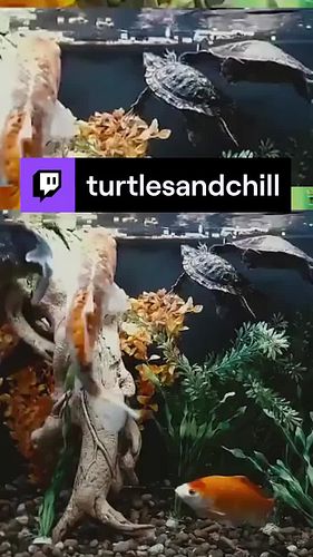 Woke up on a Thicc Thursday HUNGRY - come check out these critters nom nom nom! Live now!