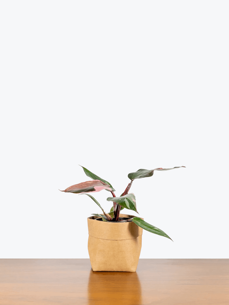 Philodendron Pink Princess product image (1)