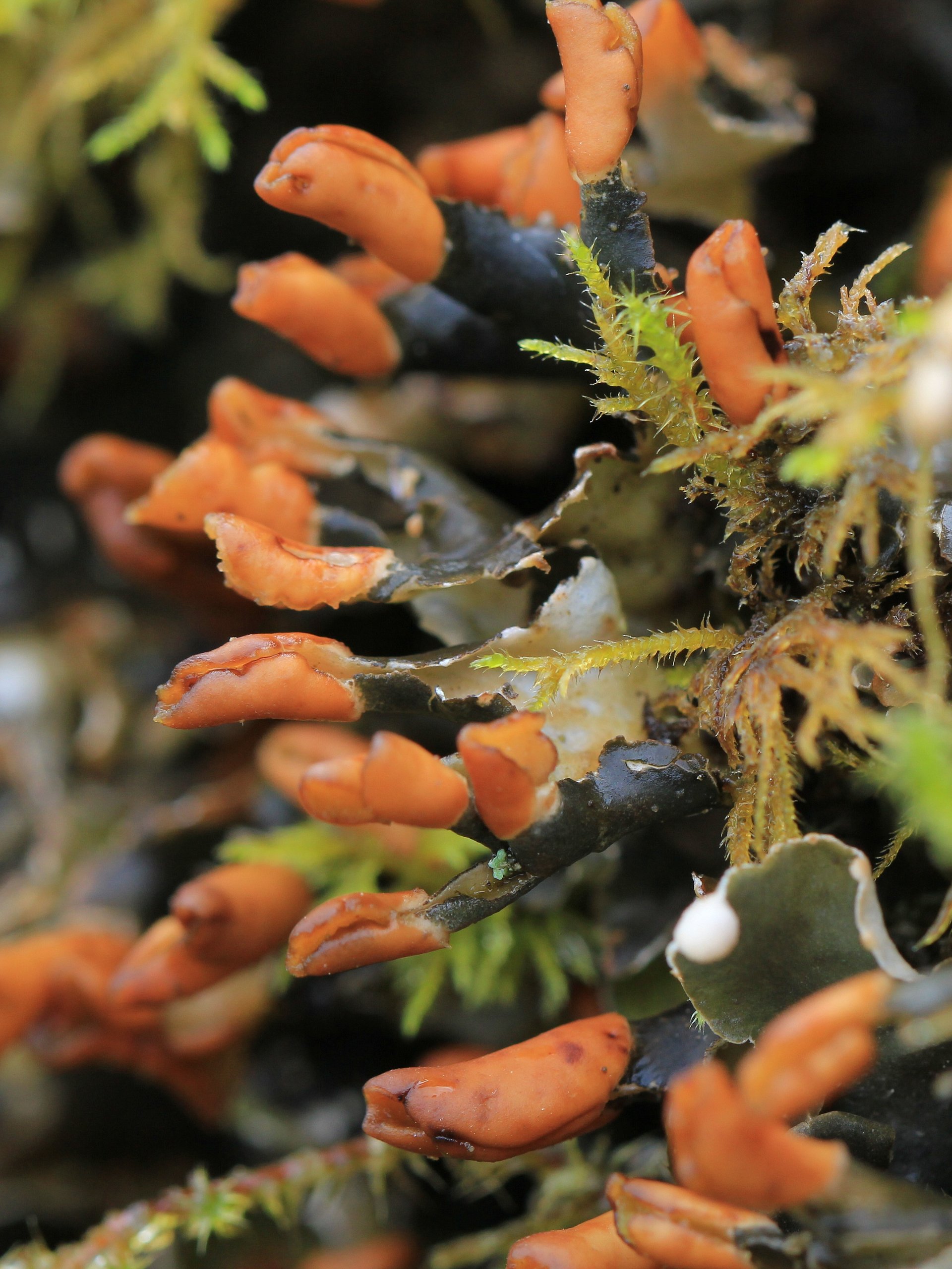 Lichen Image Collection product image (6)